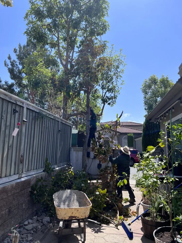Affordable yard maintenance near you across Garden Grove, CA - Lopez Landscape & Tree Care
