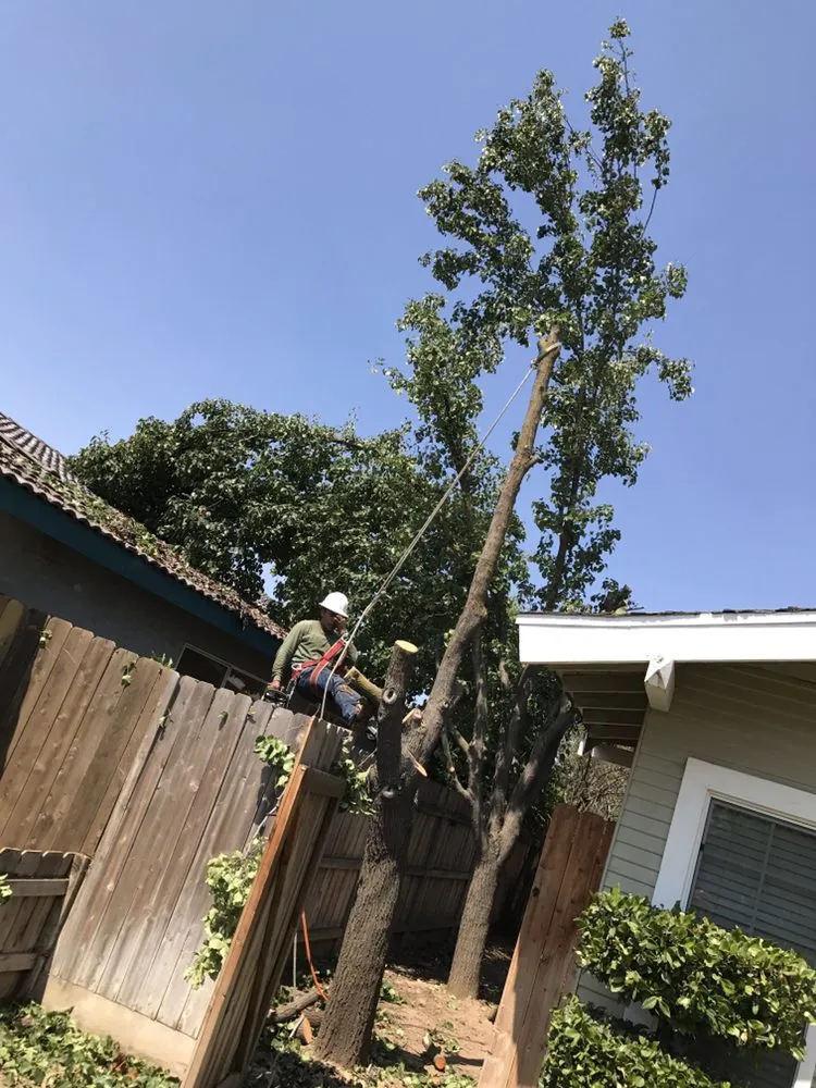 Reliable yard cleanup service in Fresno, CA - Lopez Landscape & Tree Service
