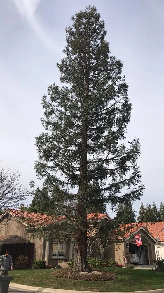 Custom residential landscaping for beautiful yards in Fresno, CA by Lopez Landscape & Tree Service