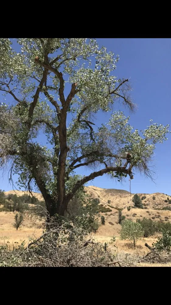 Professional landscape design in Fresno, CA - Lopez Landscape & Tree Service