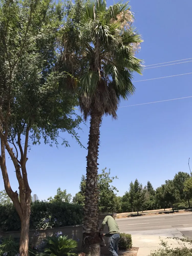 Expert outdoor landscaping in Fresno, CA by Lopez Landscape & Tree Service