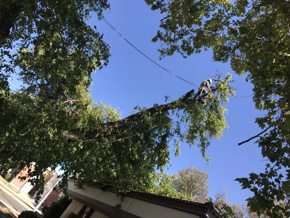 Local yard maintenance for year-round maintenance across Fresno, CA - Lopez Landscape & Tree Service