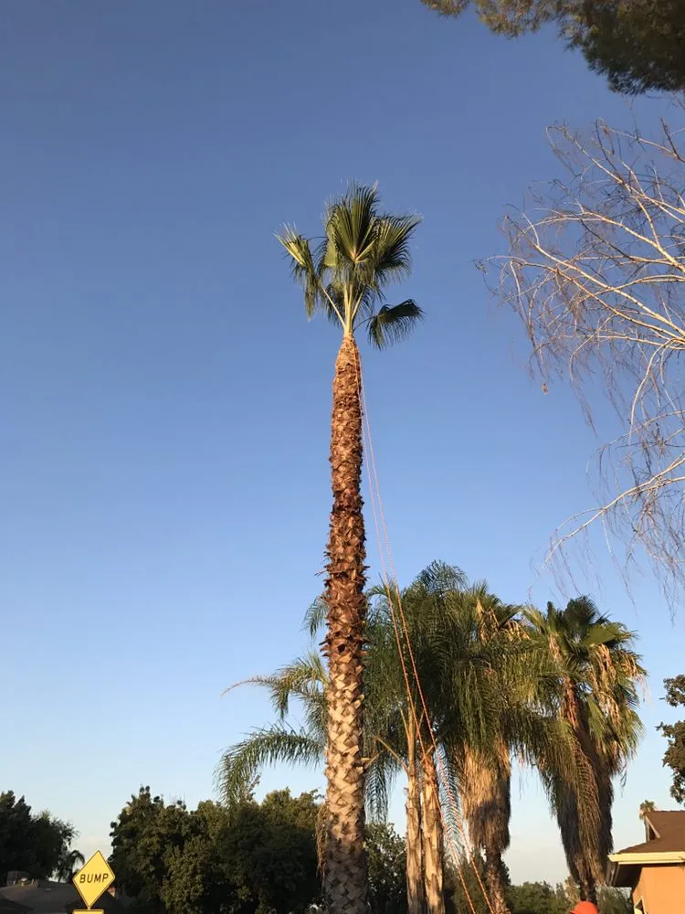 Professional garden landscaping for year-round maintenance in Fresno, CA by Lopez Landscape & Tree Service
