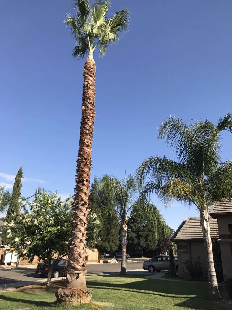 Affordable yard cleanup service experts serving Fresno, CA - Lopez Landscape & Tree Service