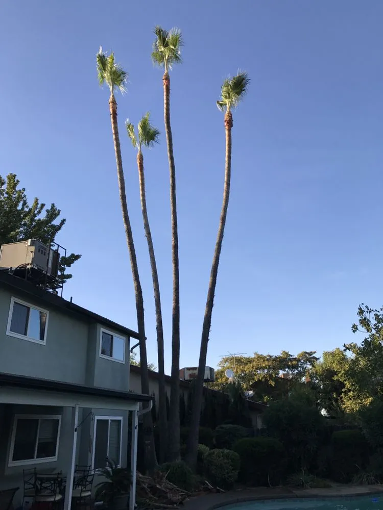 Trusted yard maintenance for outdoor upgrades in Fresno, CA by Lopez Landscape & Tree Service