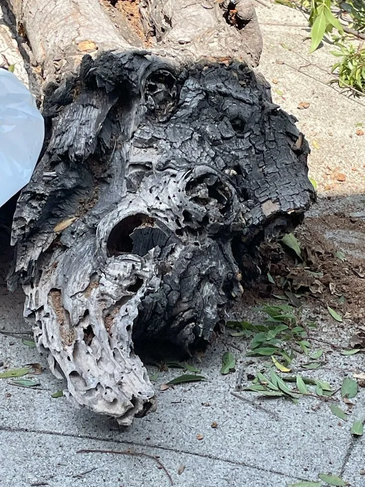 Local residential landscaping with custom design across Los Angeles, CA - Lopez Landscape & Tree Service