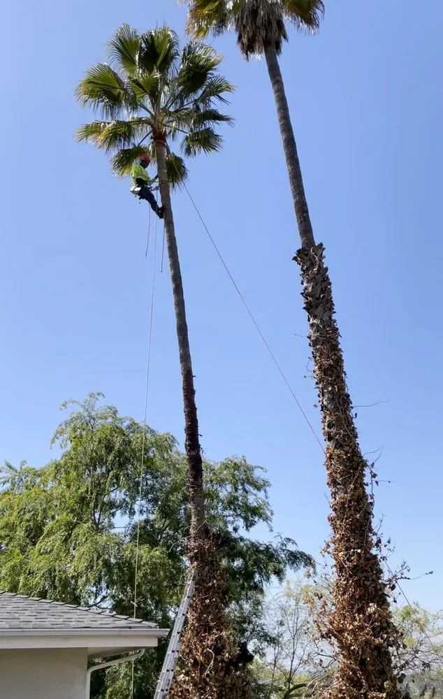 Local yard maintenance for year-round maintenance across Los Angeles, CA - Lopez Landscape & Tree Service