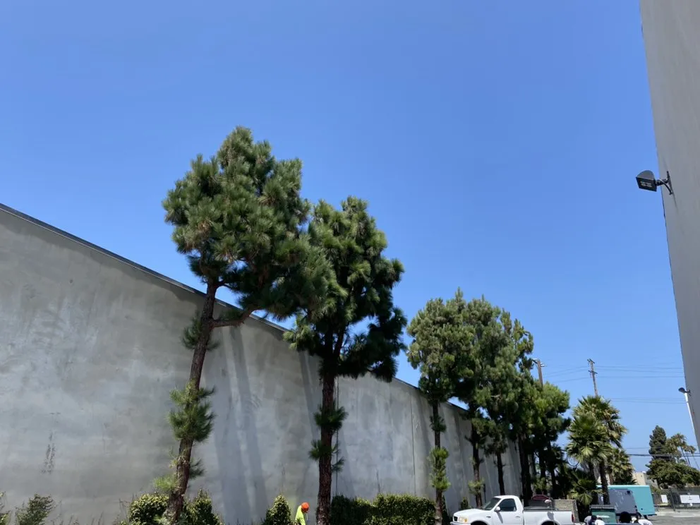 Top-rated residential landscaping for outdoor upgrades in Los Angeles, CA by Lopez Landscape & Tree Service