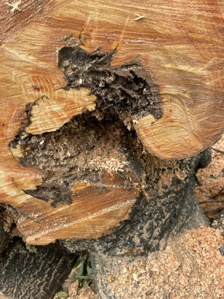 Expert garden landscaping for year-round maintenance in Los Angeles, CA by Lopez Landscape & Tree Service