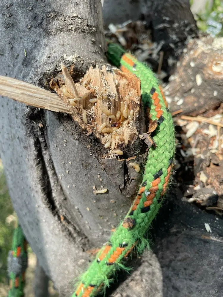 Top-rated garden landscaping for homes across Los Angeles, CA - Lopez Landscape & Tree Service