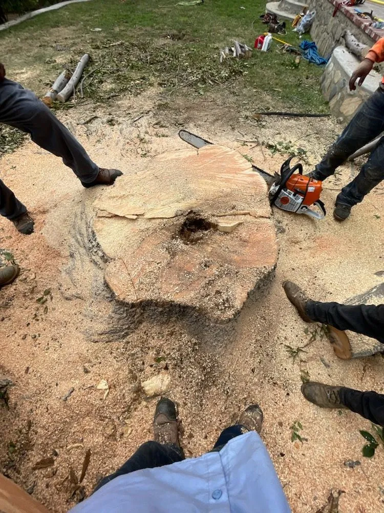 Professional yard maintenance in Los Angeles, CA by Lopez Landscape & Tree Service