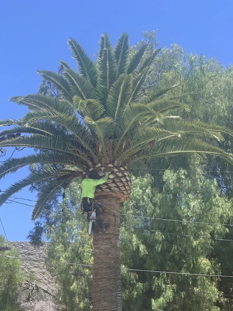 Local yard cleanup service for beautiful yards in Los Angeles, CA by Lopez Landscape & Tree Service