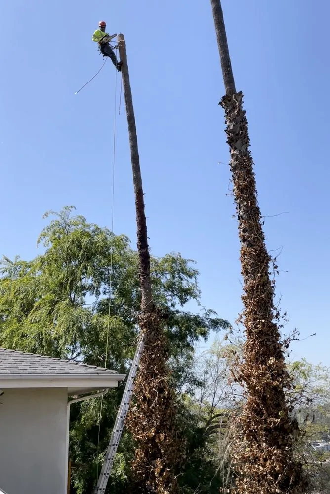 Professional yard maintenance experts serving Los Angeles, CA - Lopez Landscape & Tree Service