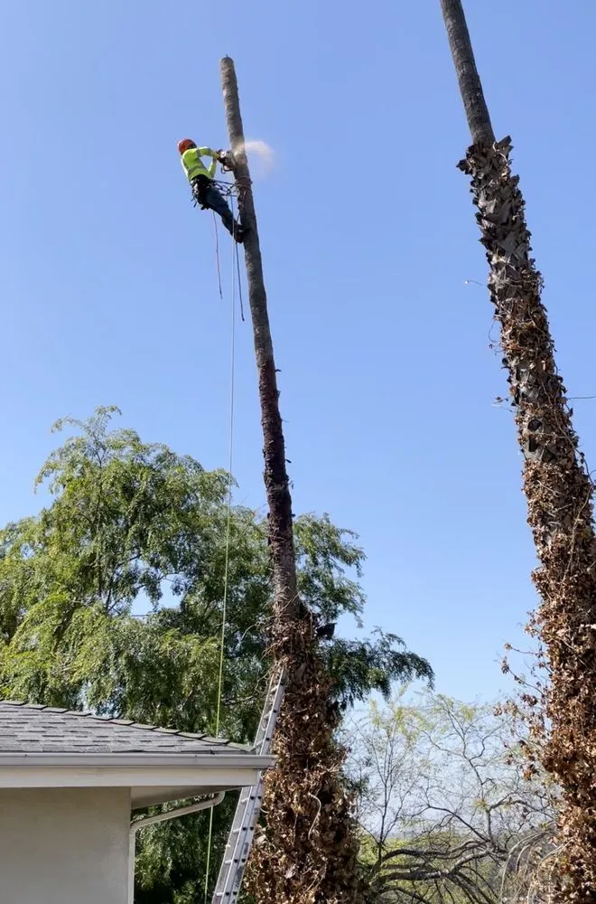 Professional landscape installation for homes in Los Angeles, CA by Lopez Landscape & Tree Service