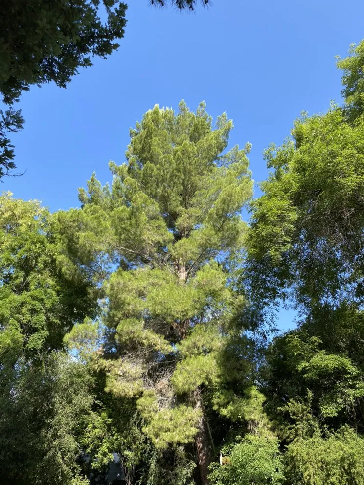 Reliable lawn mowing service with custom design in Los Angeles, CA by Lopez Landscape & Tree Service