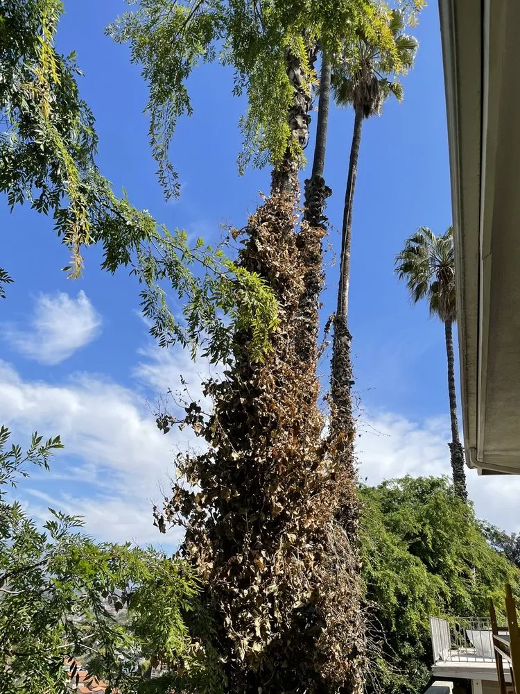 Affordable landscape design in Los Angeles, CA by Lopez Landscape & Tree Service