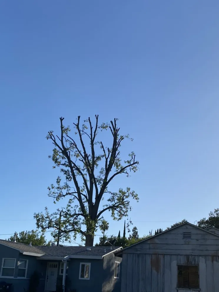 Trusted landscaping services for beautiful yards across Los Angeles, CA - Lopez Landscape & Tree Service