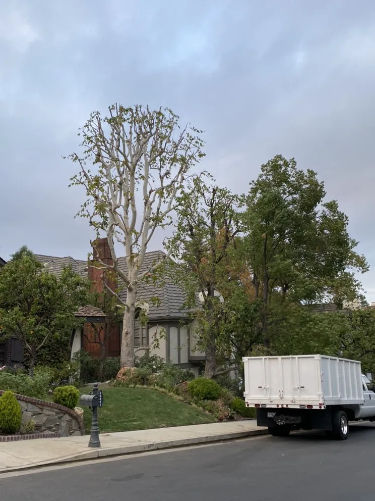 Reliable residential landscaping in Los Angeles, CA by Lopez Landscape & Tree Service