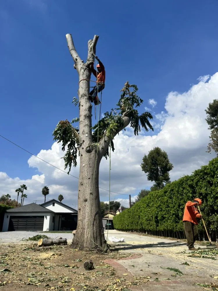 Reliable lawn care service experts serving Glendale, CA - Lopez Landscape and Tree Service
