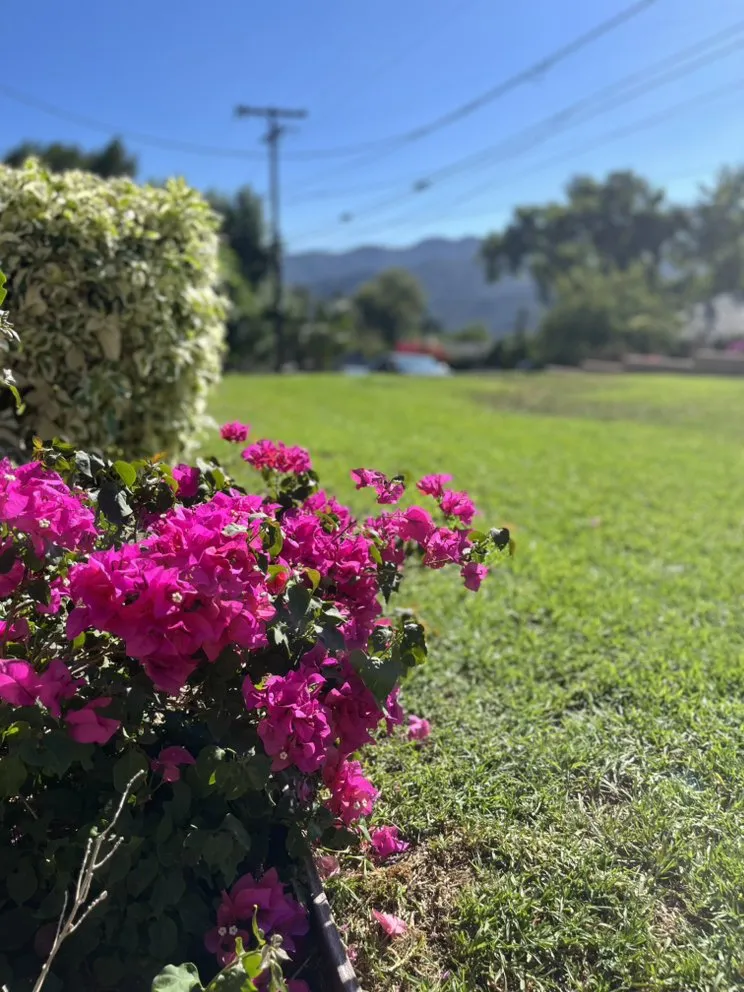 Reliable yard cleanup service experts serving Glendale, CA - Lopez Landscape and Tree Service