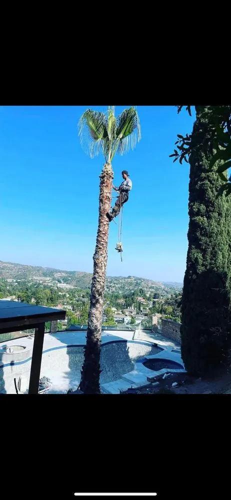 Trusted yard cleanup service in Glendale, CA by Lopez Landscape and Tree Service