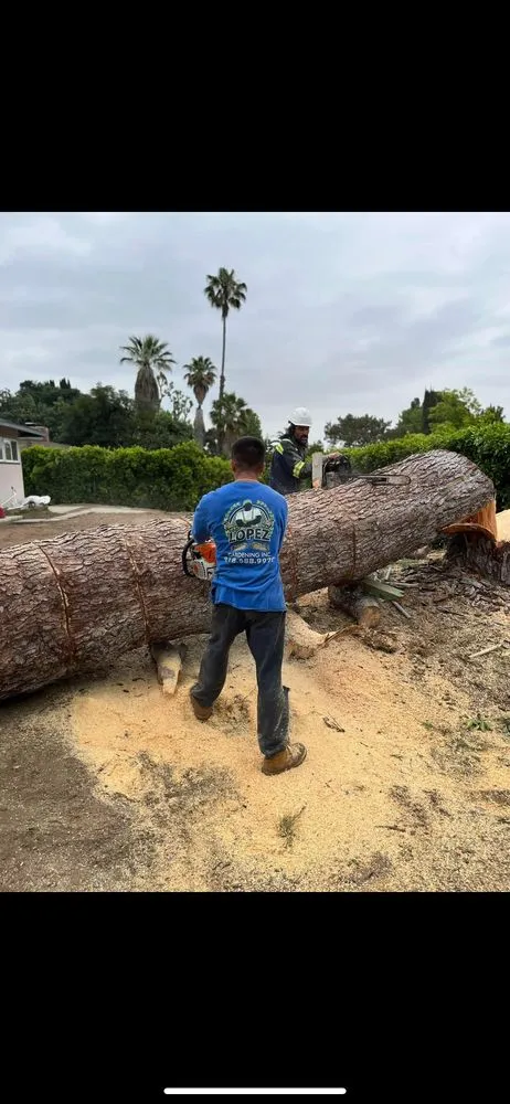 Affordable landscape design experts serving Glendale, CA - Lopez Landscape and Tree Service