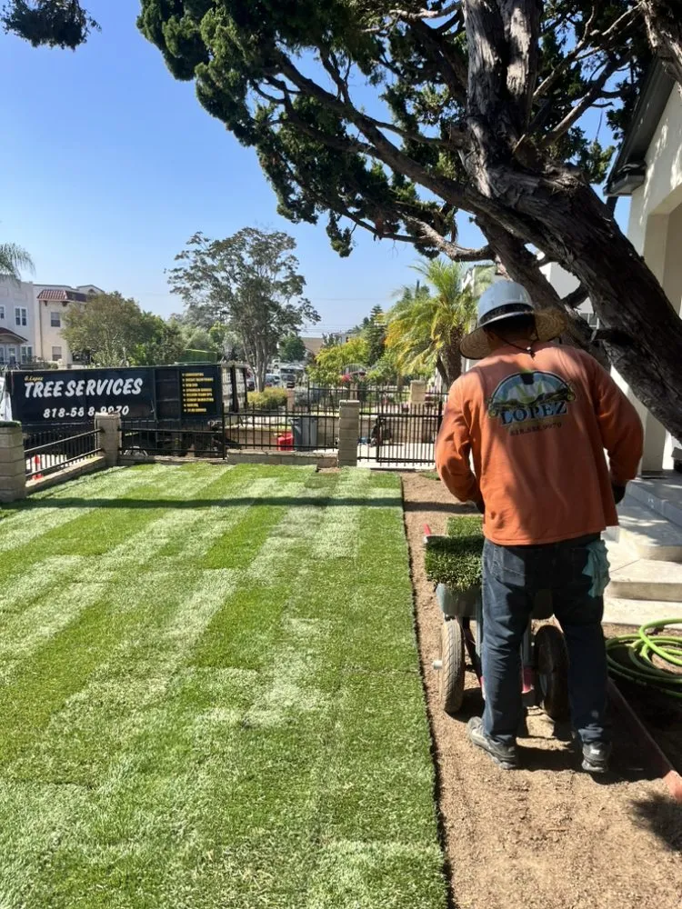 Affordable yard cleanup service experts serving Glendale, CA - Lopez Landscape and Tree Service
