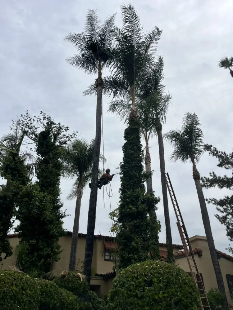 Top-rated landscape design in Glendale, CA by Lopez Landscape and Tree Service