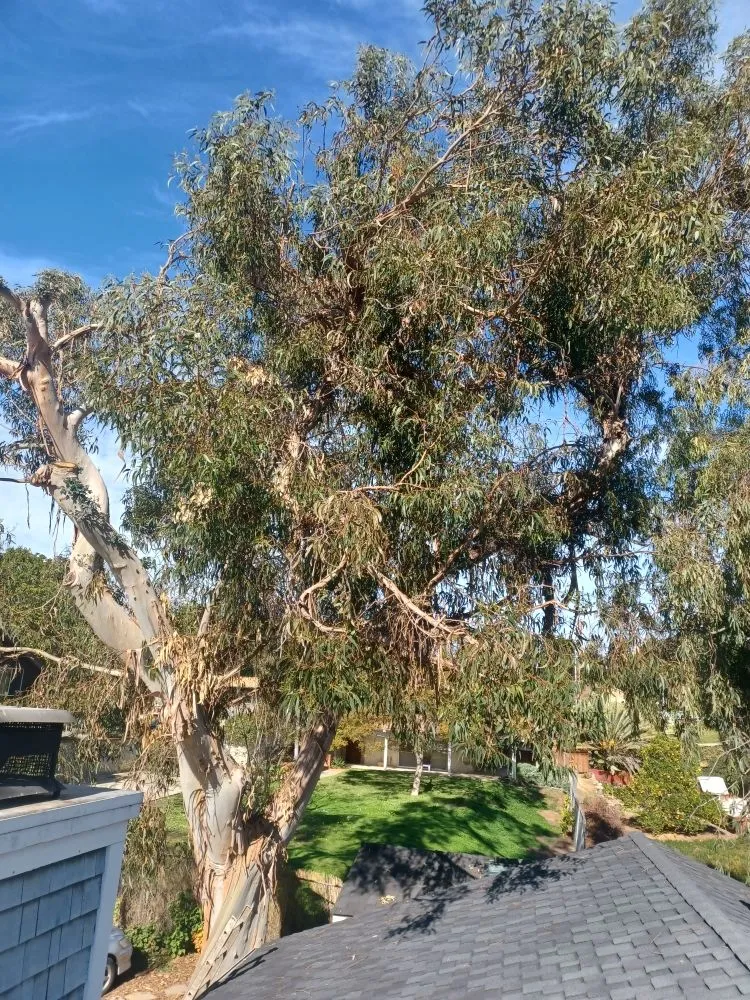 Affordable landscape design in Encinitas, CA by Lopez Landscape Maintenance