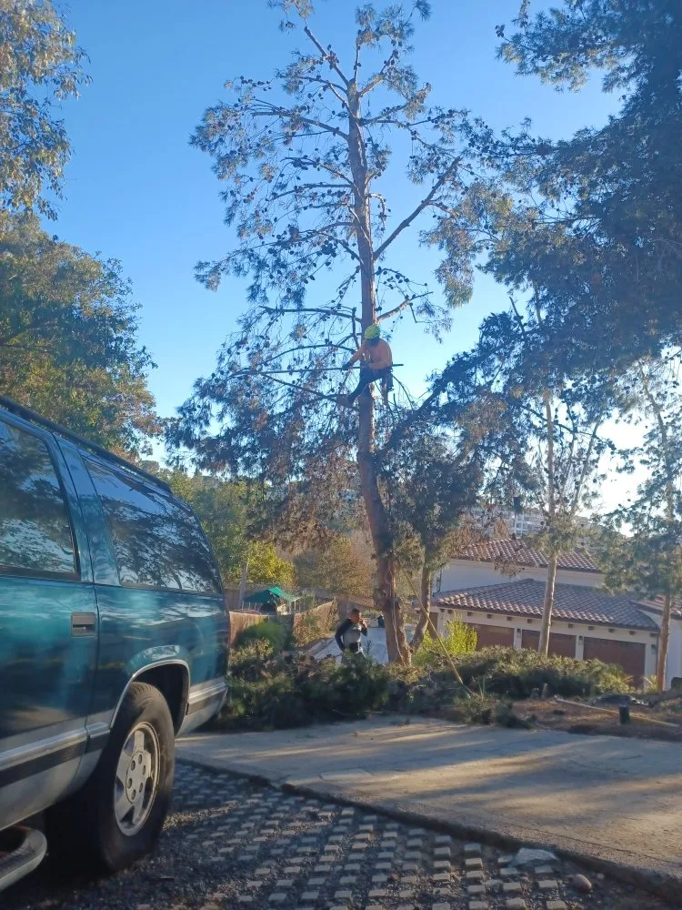 Custom lawn care service experts serving Encinitas, CA - Lopez Landscape Maintenance