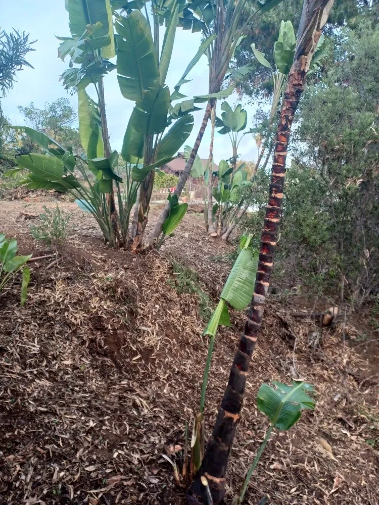 Custom landscaping services for beautiful yards across Encinitas, CA - Lopez Landscape Maintenance