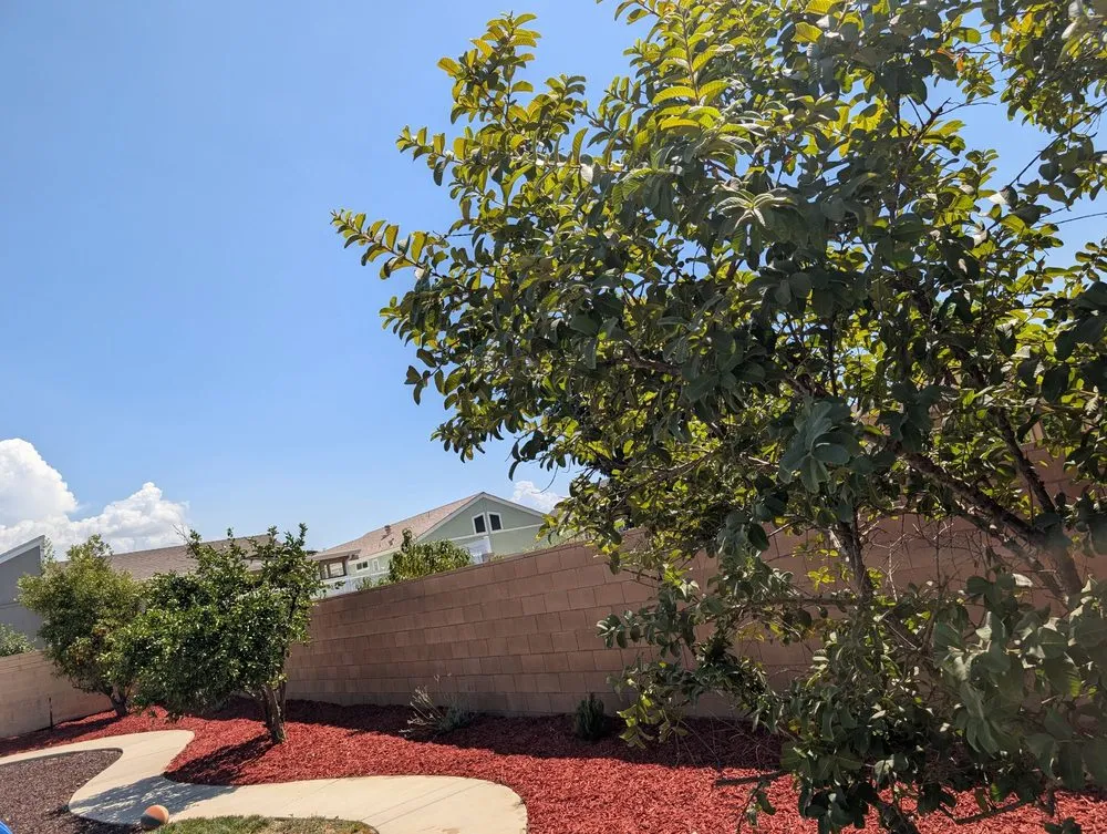 Custom yard maintenance for homes in Riverside, CA by Lopez Landscape