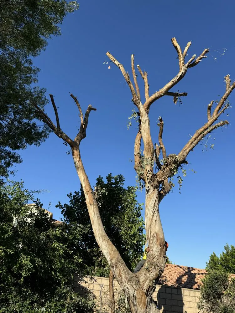 Reliable outdoor landscaping in Riverside, CA - Lopez Landscape