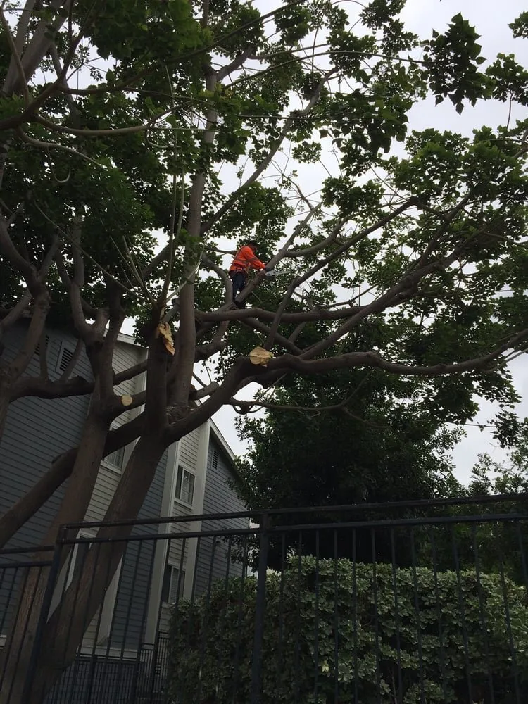 Custom lawn care service in Rohnert Park, CA - Lopez Landscape