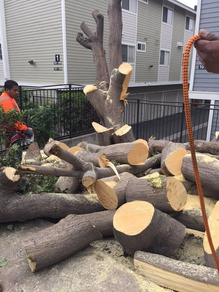 Trusted landscape design for year-round maintenance across Rohnert Park, CA - Lopez Landscape