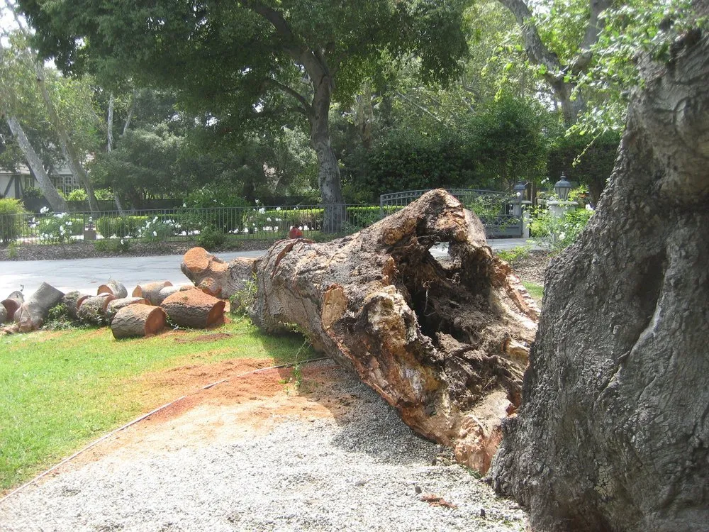 Reliable lawn care service in Rohnert Park, CA by Lopez Landscape