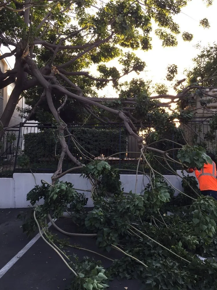 Reliable landscaping services near you across Rohnert Park, CA - Lopez Landscape