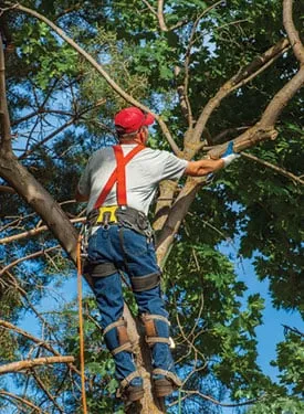 Professional yard cleanup service experts serving Santa Fe, NM - Lopez Landscape