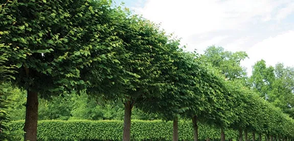 Expert lawn mowing service for residential properties across Santa Fe, NM - Lopez Landscape