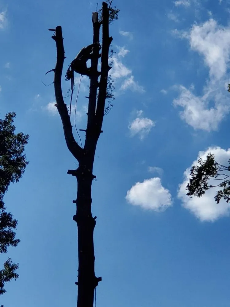 Trusted residential landscaping in Gaithersburg, MD - Lopez Landscaping & Construction