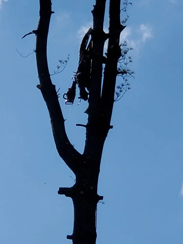 Reliable yard maintenance in Gaithersburg, MD by Lopez Landscaping & Construction