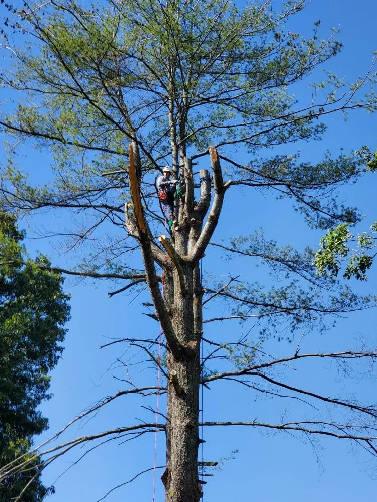 Professional landscaping services in Gaithersburg, MD by Lopez Landscaping & Construction