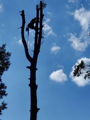 Lopez Landscaping & Construction Logo