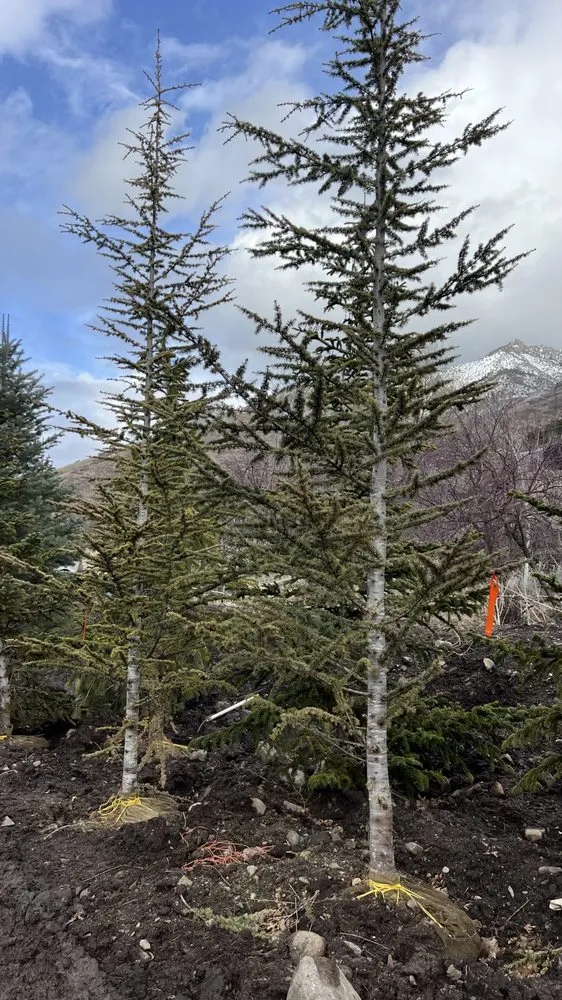 Professional landscaping services for residential properties across Bluffdale, UT - Lopez Landscaping & Maintenance