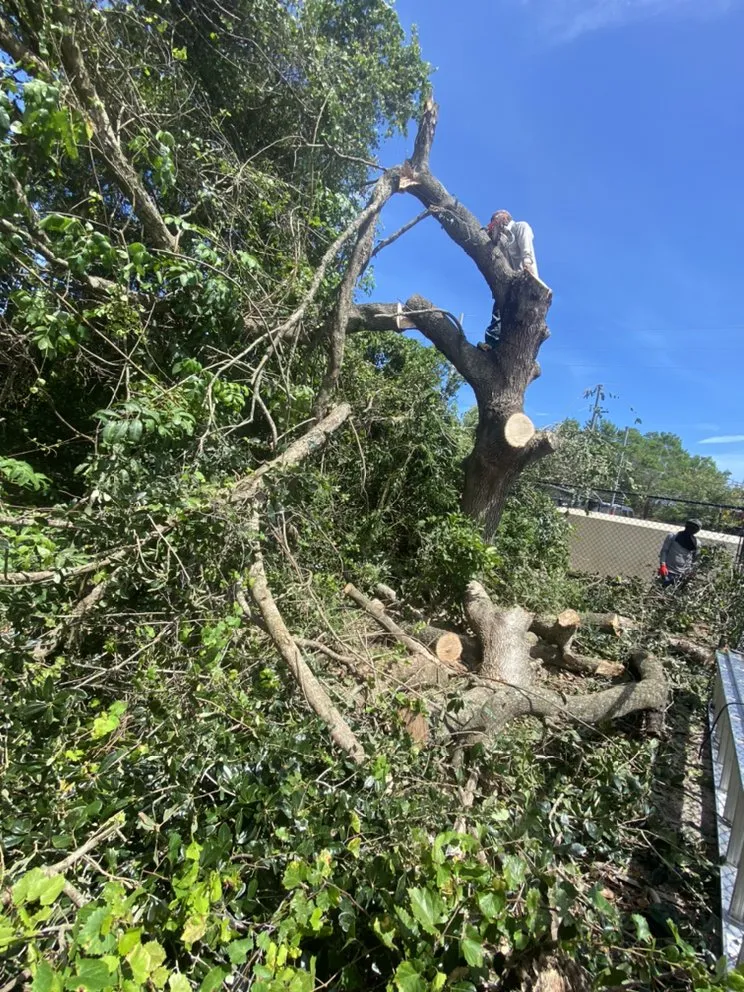 Expert lawn mowing service experts serving Indiantown, FL - Lopez Landscaping & Maintenance