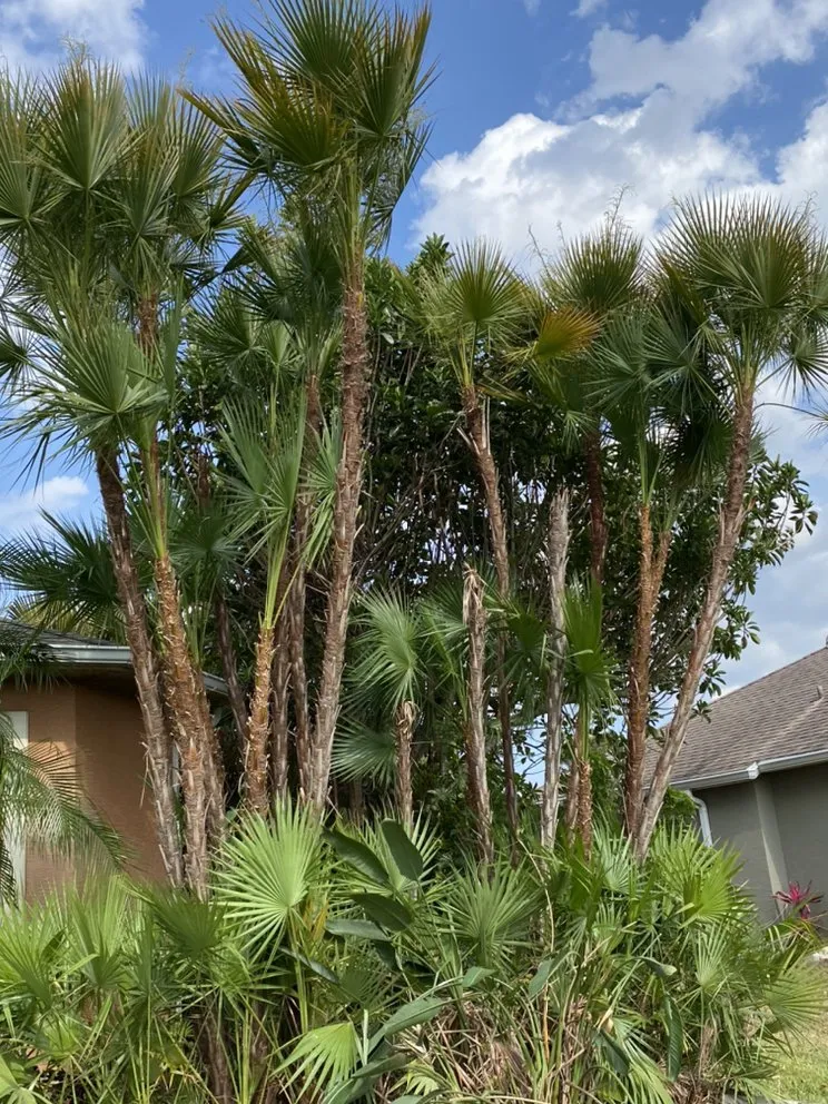 Custom yard cleanup service experts serving Indiantown, FL - Lopez Landscaping & Maintenance