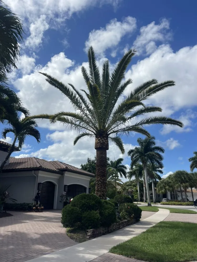 Expert landscaping services in Hollywood, FL - Lopez Landscaping & Maintenance of Broward