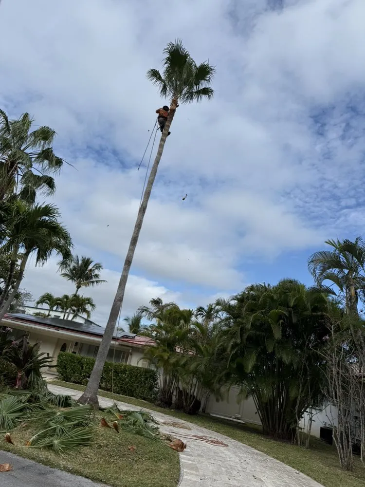 Professional landscaping services in Hollywood, FL by Lopez Landscaping & Maintenance of Broward