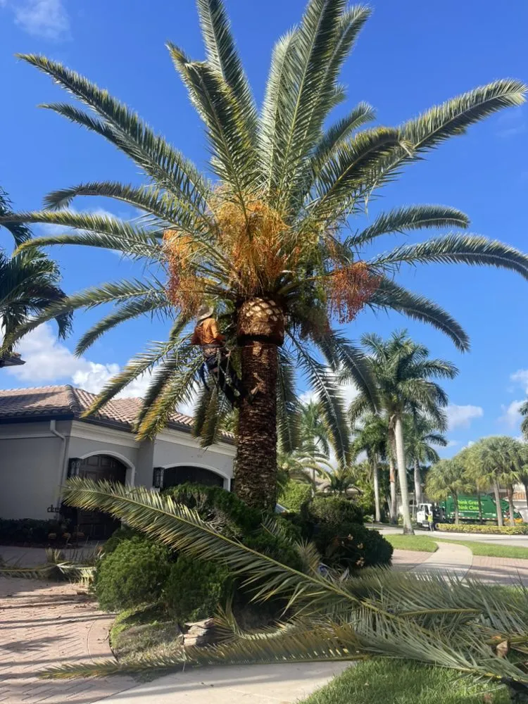 Local yard maintenance in Hollywood, FL by Lopez Landscaping & Maintenance of Broward