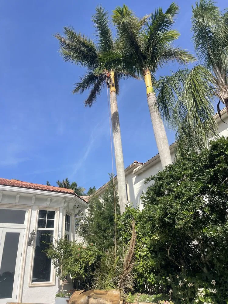 Trusted yard cleanup service experts serving Hollywood, FL - Lopez Landscaping & Maintenance of Broward